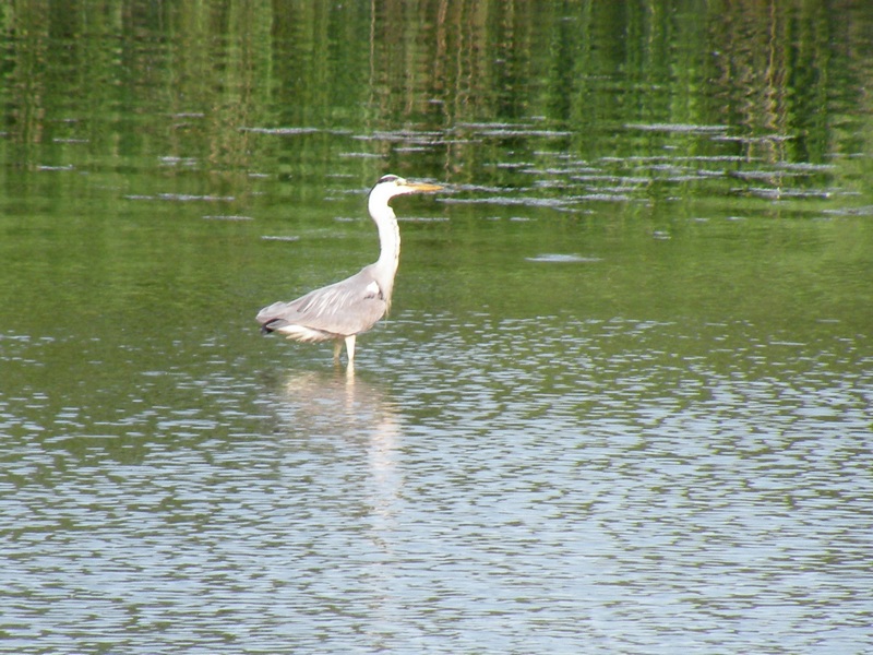 Ardea cinerea?